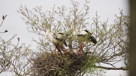 Couple-of-white-storks-perched-in-bird-nest-from-twigs-in-tree-crown