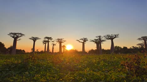 Hermosa-Puesta-De-Sol-Detrás-De-Los-Baobabs-En-La-Avenida-De-Los-Baobabs-En-Madagascar