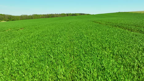 Aerial-view-of-a-lush,-green-field-of-crops-with-clear-blue-sky-and-distant-forest