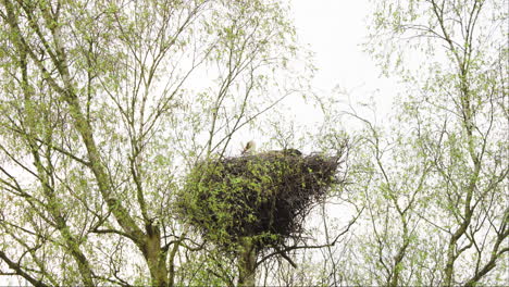 Cigüeña-Blanca-Anidando-En-Un-Gran-Nido-De-Pájaros-En-La-Copa-Alta-De-Un-árbol-En-Primavera