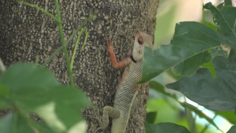 Lagarto-De-Jardín-Indio-En-El-árbol