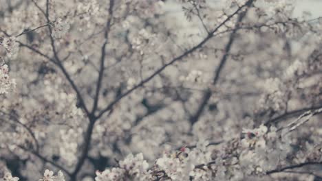 Nahaufnahme-Der-Weißen-Kirschblüte-Im-Hakone-Garten-In-Der-Präfektur-Kanagawa-In-Japan