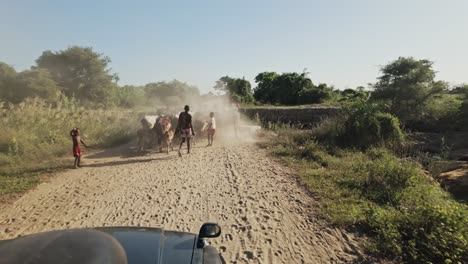 Group-of-cows-walk-the-road-in-front-of-off-road-4x4-car