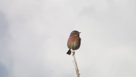 Female-Stonechat,-Saxicola-rubicola,-perched-on-twig