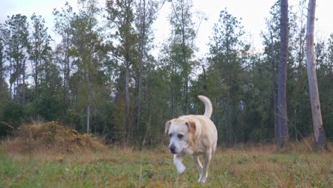 Yellow-labrador-mixed-breed-dog-walking-in-a-field-from-low-level-then-approaches-camera