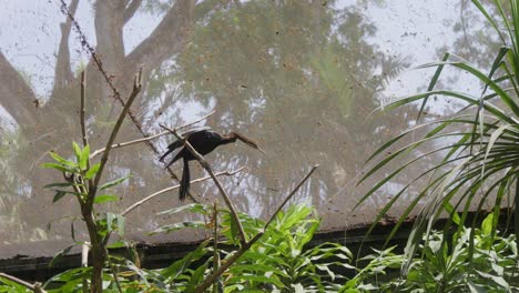 Un-Pájaro-Dardo-Posado-En-Una-Rama-Dentro-De-Un-Aviario-En-El-Parque-De-Aves-De-Bali