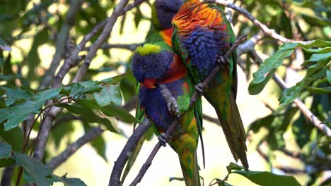 Two-lovebirds-rainbow-lorikeets,-trichoglossus-moluccanus-perched-side-by-side-on-tree-branch,-preening-and-grooming-feathers,-close-up-shot