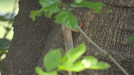 Indische-Garteneidechse-Auf-Baum