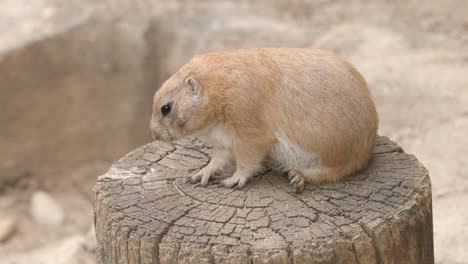 Black-tailed-Prairie-Dog-Scratching-While-On-A-Tree-Stump