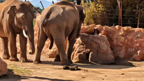 Two-Elephants-Socially-Interacting-in-a-Zoo-Enclosure