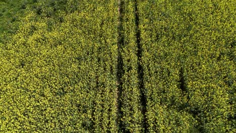 A-vast-yellow-flower-field-with-visible-tracks,-aerial-view