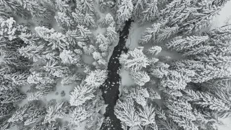 Bird's-eye-view-of-a-wintry-landscape-in-Idaho,-USA,-as-snow-covered-trees-line-a-small-river-winding-below