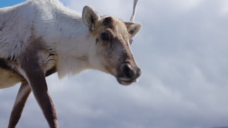 Close-up-Reindeer-with-one-antler,-low-angle