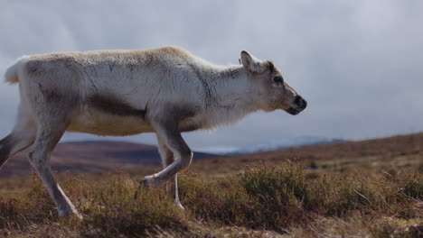 Reindeer-walking-past-extreme-slow-motion-profile-shot