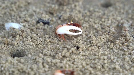 Male-sand-fiddler-crab-with-a-single-enlarged-claw,-foraging-and-sipping-minerals-from-the-tidal-flat,-consuming-micronutrients-and-forming-small-sand-pellets,-close-up-shot