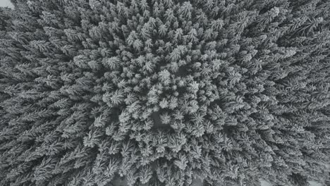 Vista-Aérea-Del-Bosque-De-Pinos-Cubierto-De-Nieve-Durante-Las-Nevadas-En-Idaho,-EE.UU.