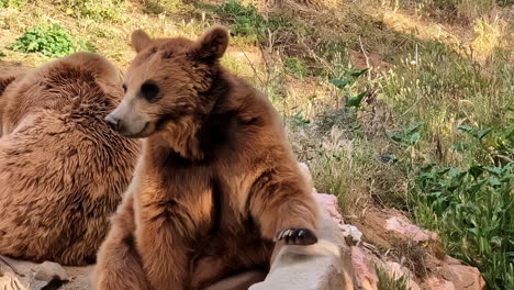 Grizzlybärjunge-Ruhen-In-Einem-Natürlichen-Lebensraum