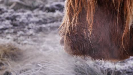 Close-profile-shot-of-Highland-Cow-breathing-mist-under-frost-in-the-morning-in-a-rural-area-of-Scotland,-United-Kingdom