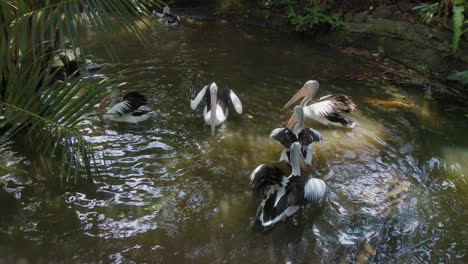 Flock-of-Australian-pelicans-swim-in-pond