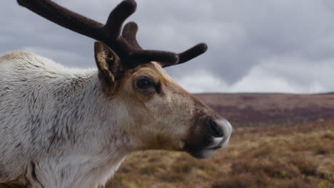 Big-male-Reindeer-with-Velvet-Antlers-Extreme-close-up,-walking-past