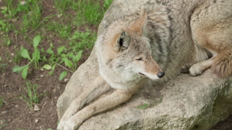 Nahaufnahme-Eines-Kojotewolfs,-Der-Auf-Einem-Felsen-Im-Zoo-Ruht