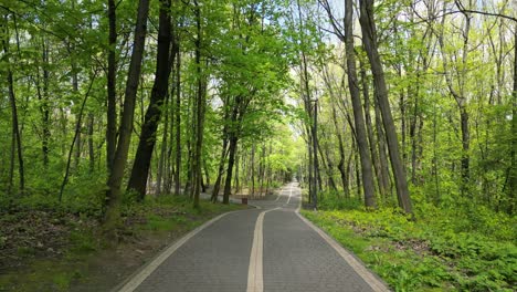 Caminar-Por-Una-Pista-Forestal-Al-Aire-Libre-Durante-Un-Hermoso-Día-De-Verano-Con-Exuberante-Vegetación,-Hierba,-Hojas-Y-árboles