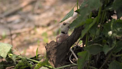 Indian-Garden-lizard-looking--behind-the-tree