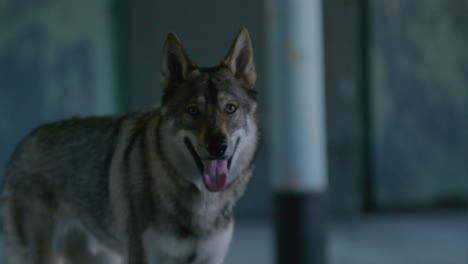 Wolf-stares-at-the-camera-in-the-old,-abandoned-building