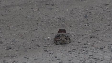 A-dust-bathing-Male-Housesparrow,-Passer-domesticus