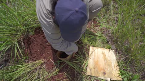 Plantar-Plántulas-De-árbol-De-Trompeta-Rosa