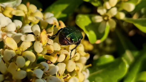 Primer-Plano-De-Un-Escarabajo-Verde-Sobre-Flores-Blancas-De-Viburnum-En-Un-Jardín