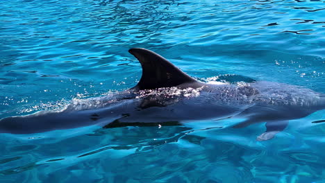 Delfines-Nadando-En-Agua-Azul-Clara,-Toma-En-Cámara-Lenta
