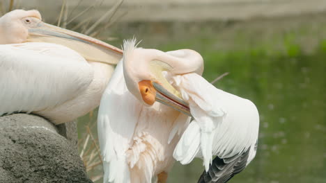 Two-Eastern-White-Pelicans-By-The-Lake,-Preening-And-Sitting-On-Rock