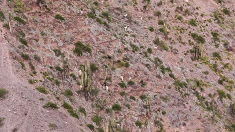 Herd-of-goats-grazing,-used-for-food-and-subsistence-of-mountain-residents-in-Jujuy,-Argentina