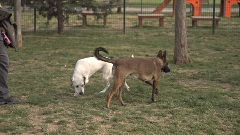 Dog-Resting,-Playing,-Running-in-the-park