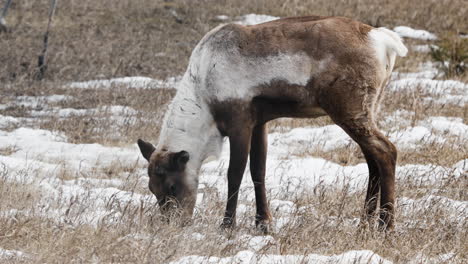 Close-Up-Of-Boreal-Woodland-Caribou-Grazing-In-Yukon,-Canada