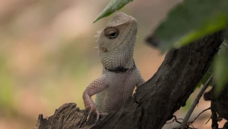 Lagarto-De-Jardín-Indio-Mirando-Vista-De-Cerca