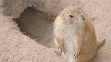 Cute-Black-tailed-Prairie-Dog-Near-Its-Burrow