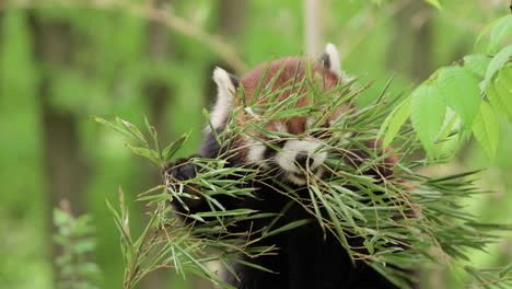 Lindo-Panda-Rojo-Comiendo-Hojas-De-Bambú-En-El-Bosque-Salvaje