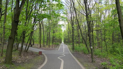 Walking-forest-track-during-a-beautiful-summer-day-with-lush-greenery,-grass,-leaves-and-trees