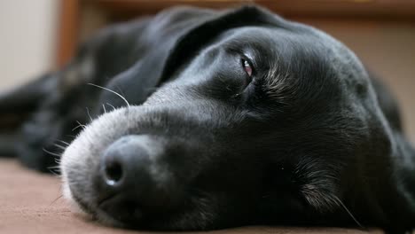 Retrato-Con-Un-Enfoque-Limitado-En-Los-Ojos-De-Un-Perro-Negro-Mayor-Cerrado-Mientras-Duerme-En-El-Suelo