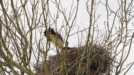 White-stork-building-nest-in-leafless-tree-crown-on-windy-day