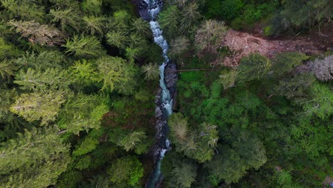 Beautiful-bird's-eye-view-above-evergreen-forest-tree-tops-and-flowing-river-in-Carbonado,-Washington-State