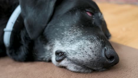 A-sleeping-senior-black-dog,-with-a-narrow-focus-of-the-mouth-and-nose,-is-seen-laying-on-the-floor