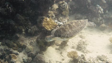 Meeresschildkröte,-Die-In-4K-Um-Eine-Fels--Und-Korallenwand-Herumstreift