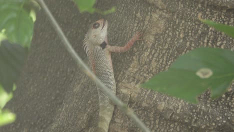 Lagarto-De-Jardín-Indio-En-El-árbol