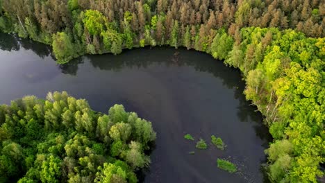 Panorama,-drone-view-of-the-river-bay-flowing-between-green-trees