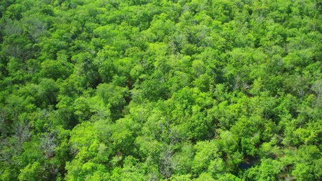 Aerial-over-lush-green-dense-forest-in-northern-Florida
