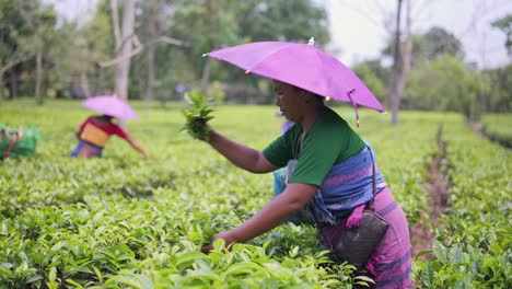Assam-Frauen-Pflücken-Teeblätter