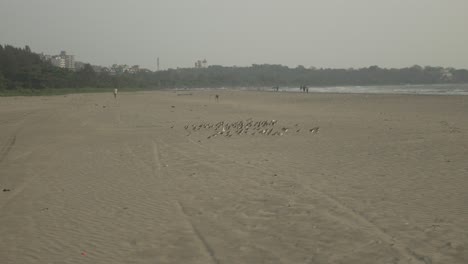 A-flock-of-birds-flies-over-a-deserted-beach-on-a-foggy-morning
